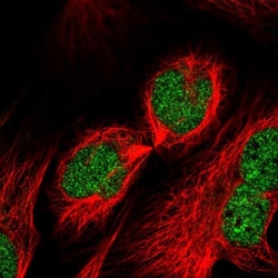 RUFY2 Antibody, Novus Biologicals 25 &mu;L; Unlabeled:Antibodies, Polyclonal